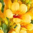 BLOOMIQUE - Lot de 2 - Campsis radicans 'Flava' - Bignone jaune - Plantes grimpantes - H. 50-70 cm - P. 15 cm - vignette