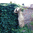 BLOOMIQUE - Lot de 2 - Hedera Helix - Lierre à petites feuilles - Persistant - Pot 15cm - 70-80cm de Haut - vignette