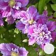 BLOOMIQUE - Clematis 'Piilu' - Clématite à grandes fleurs - Rose-violet - H. 50-70 cm - P. 15 cm - vignette