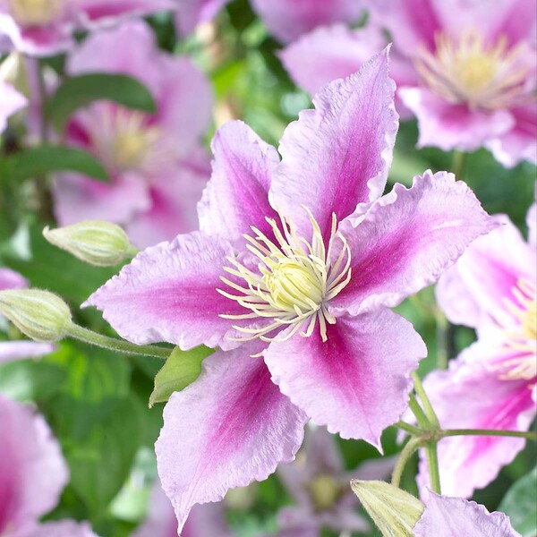 BLOOMIQUE - Clematis 'Piilu' - Clématite à grandes fleurs - Rose-violet - H. 50-70 cm - P. 15 cm - large