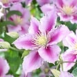 BLOOMIQUE - Clematis 'Piilu' - Clématite à grandes fleurs - Rose-violet - H. 50-70 cm - P. 15 cm - vignette