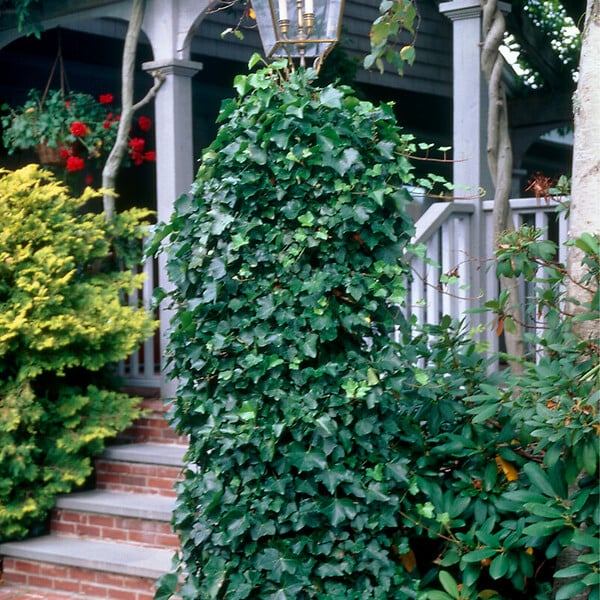 BLOOMIQUE - Hedera Hibernica - Lierre à grandes feuilles - Persistant - P. 15cm - H. 70-80 cm - large