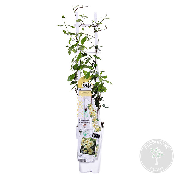 BLOOMIQUE - Trachelospermum jasminoides - Jasmin étoilé jaune - Plantes grimpantes - H. 50-70 cm - P. 15 cm - large