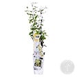BLOOMIQUE - Trachelospermum jasminoides - Jasmin étoilé jaune - Plantes grimpantes - H. 50-70 cm - P. 15 cm - vignette