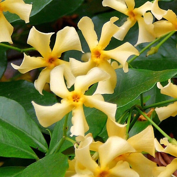BLOOMIQUE - Trachelospermum jasminoides - Jasmin étoilé jaune - Plantes grimpantes - H. 50-70 cm - P. 15 cm - large
