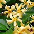 BLOOMIQUE - Trachelospermum jasminoides - Jasmin étoilé jaune - Plantes grimpantes - H. 50-70 cm - P. 15 cm - vignette