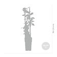 BLOOMIQUE - Trachelospermum jasminoides - Jasmin étoilé jaune - Plantes grimpantes - H. 50-70 cm - P. 15 cm - vignette
