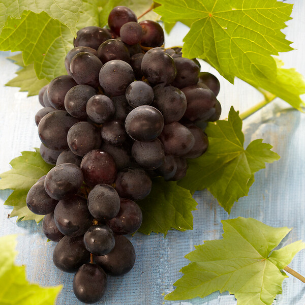 BLOOMIQUE - 2x Vitis Vinifera 'Boskoop Glory' - Plant de raisin - Raisins bleus - P. 14 cm - H. 60-70cm - large