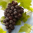 BLOOMIQUE - 2x Vitis Vinifera 'Boskoop Glory' - Plant de raisin - Raisins bleus - P. 14 cm - H. 60-70cm - vignette