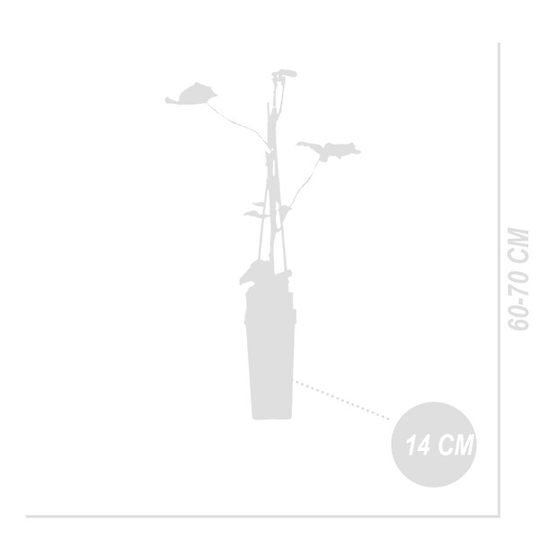 BLOOMIQUE - 2x Vitis Vinifera 'Boskoop Glory' - Plant de raisin - Raisins bleus - P. 14 cm - H. 60-70cm - large