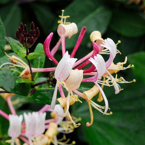 BLOOMIQUE - Lot de 2 - Lonicera henryi - Chèvrefeuille - Orange et rouge - H. 50-70 cm - P. 15 cm - large
