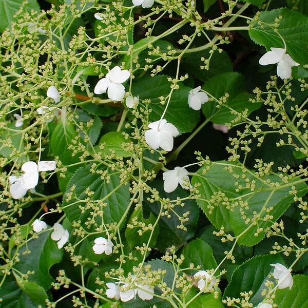 BLOOMIQUE - Hydrangea petiolaris - Hortensia grimpant - Plantes grimpantes - H. 50-70 cm - P. 15 cm - large