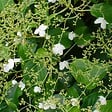 BLOOMIQUE - Hydrangea petiolaris - Hortensia grimpant - Plantes grimpantes - H. 50-70 cm - P. 15 cm - vignette