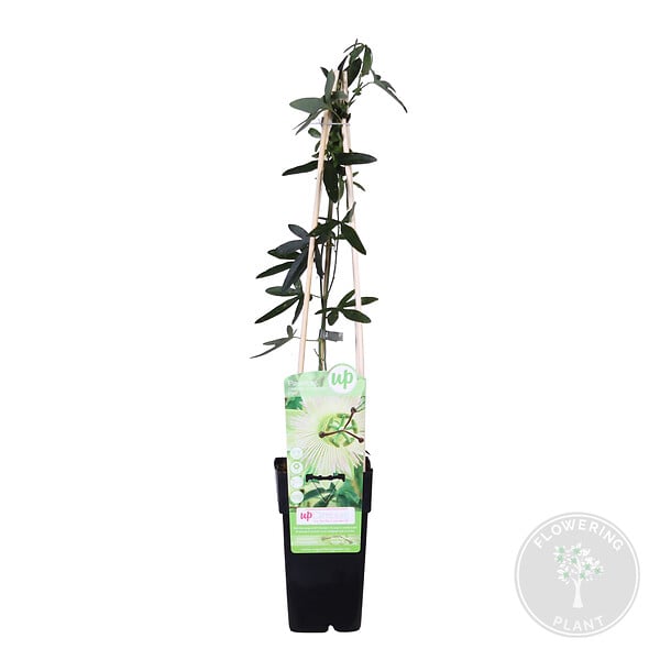 BLOOMIQUE - Passiflora 'Constance Elliott' - Fleur de la passion - Blanche - H. 50-70 cm - P. 15 cm - large