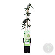 BLOOMIQUE - Passiflora 'Constance Elliott' - Fleur de la passion - Blanche - H. 50-70 cm - P. 15 cm - vignette