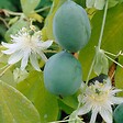 BLOOMIQUE - Passiflora 'Constance Elliott' - Fleur de la passion - Blanche - H. 50-70 cm - P. 15 cm - vignette