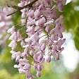 BLOOMIQUE - Lot de 2 - Wisteria floribunda 'Rosea' - Glycine rose - Plantes grimpantes - H. 50-70 cm - P. 15 cm - vignette