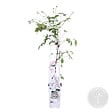 BLOOMIQUE - Clematis montana 'Tetrarose' - Clématite rose - Plantes grimpantes - H. 50-70 cm - P. 15 cm - vignette