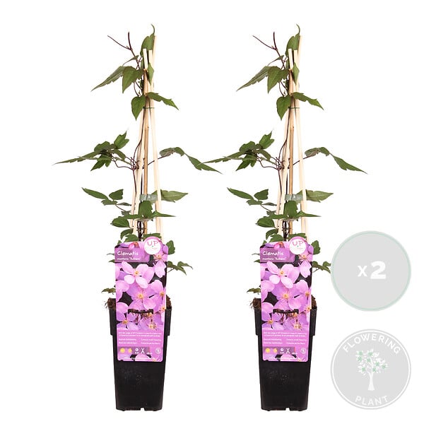BLOOMIQUE - Lot de 2 - Clematis montana 'Rubens' - Clématite rose clair - H. 50-70 cm - P. 15 cm - large