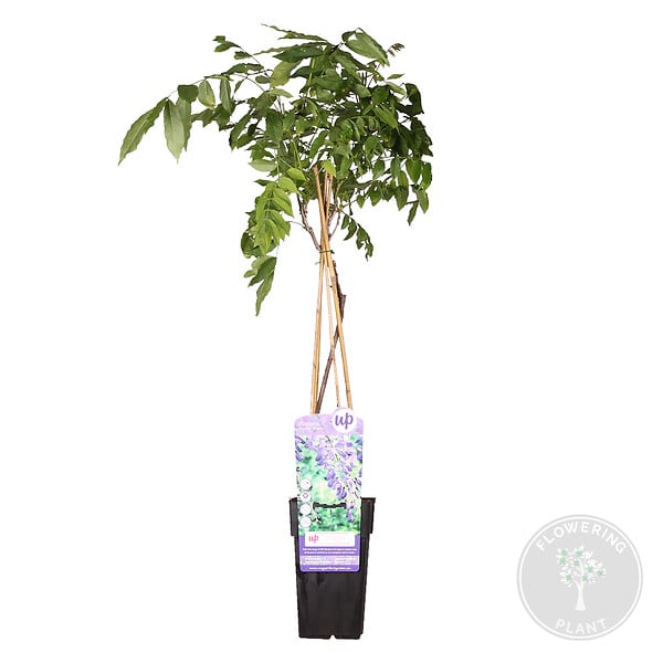BLOOMIQUE - Wisteria sinensis 'Prolific' - Glycine bleue - Plantes grimpantes - H. 50-70 cm - P. 15 cm - large