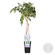 BLOOMIQUE - Wisteria sinensis 'Prolific' - Glycine bleue - Plantes grimpantes - H. 50-70 cm - P. 15 cm - vignette