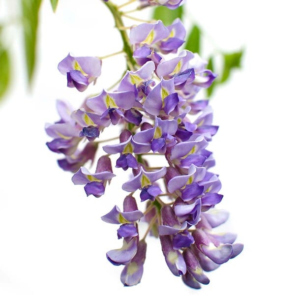 BLOOMIQUE - Wisteria sinensis 'Prolific' - Glycine bleue - Plantes grimpantes - H. 50-70 cm - P. 15 cm - large