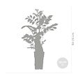 BLOOMIQUE - Wisteria sinensis 'Prolific' - Glycine bleue - Plantes grimpantes - H. 50-70 cm - P. 15 cm - vignette