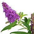 BLOOMIQUE - Lot de 2 - Buddleja Butterfly Little Purple - Arbre aux papillons - H. 30-40 cm - P. 19 cm - vignette
