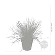 BLOOMIQUE - Lot de 6 - Festuca Glauca Compacta Blue - Fétuque Bleue - H. 20-30 cm - P. 10,5 cm - vignette