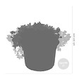 BLOOMIQUE - Lot de 6 - Sedum - Orpin - Plantes de jardin - Résistante au gel - H. 10-15 cm - P. 14 cm - vignette