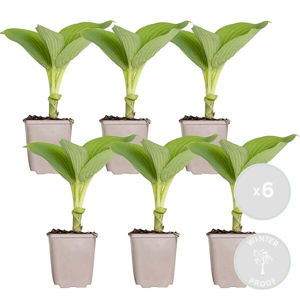 BLOOMIQUE - Lot de 6 - Hosta Sieboldiana 'Elegans' - Hosta - Plantes de jardin - H. 10-20 cm - P. 9x9 cm - large