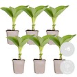 BLOOMIQUE - Lot de 6 - Hosta Sieboldiana 'Elegans' - Hosta - Plantes de jardin - H. 10-20 cm - P. 9x9 cm - vignette