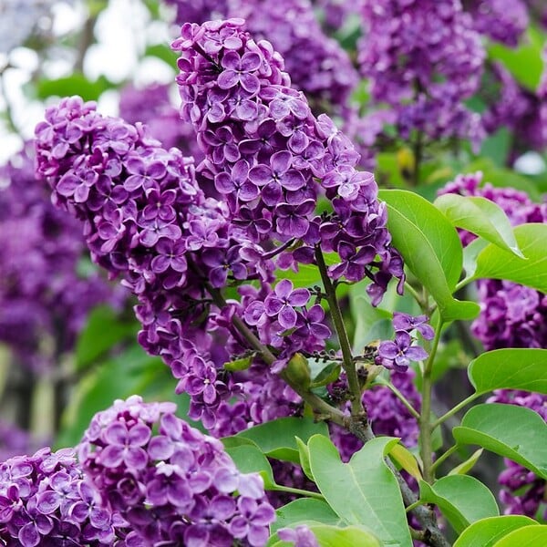 BLOOMIQUE - Syringa 'Bloomerang Dark Purple' - Lilas - Floraison violette - H. 40-50 cm - P. 19 cm - large