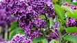BLOOMIQUE - Syringa 'Bloomerang Dark Purple' - Lilas - Floraison violette - H. 40-50 cm - P. 19 cm - vignette