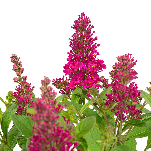 BLOOMIQUE - Lot de 2 - Buddleja Butterfly Little Ruby - Arbre aux papillons - H. 30-40 cm - P. 19 cm - large