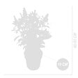 BLOOMIQUE - Lot de 2 - Buddleja Butterfly Little Ruby - Arbre aux papillons - H. 30-40 cm - P. 19 cm - vignette