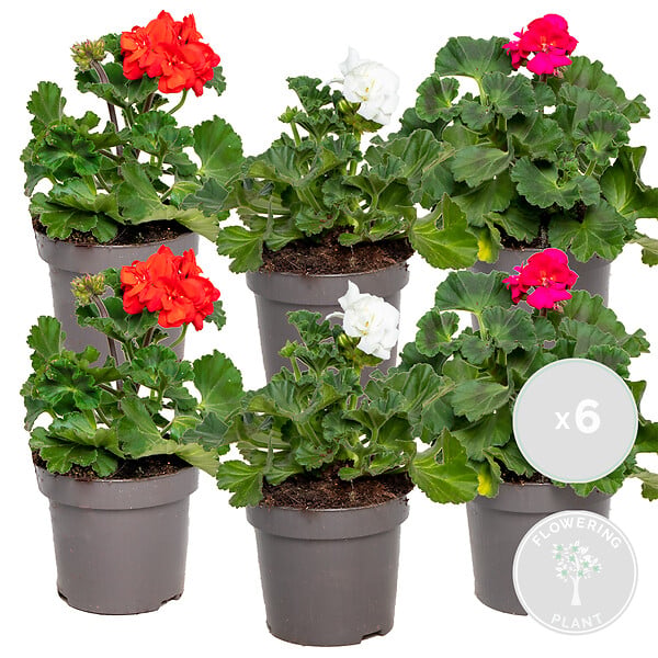 BLOOMIQUE - Lot de 6 - Pelargonium Zonale - Géraniums dressés - Plantes de jardin - H. 15-20 cm - P. 10,5 cm - large