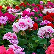BLOOMIQUE - Lot de 6 - Pelargonium Zonale - Géraniums dressés - Plantes de jardin - H. 15-20 cm - P. 10,5 cm - vignette