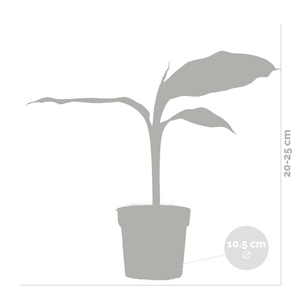 BLOOMIQUE - Lot de 3 - Musa Basjoo - Bananier du Japon - Plantes de jardin - Rustique - H. 20-30 cm - P. 10,5 cm - large