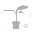 BLOOMIQUE - Lot de 3 - Musa Basjoo - Bananier du Japon - Plantes de jardin - Rustique - H. 20-30 cm - P. 10,5 cm - vignette