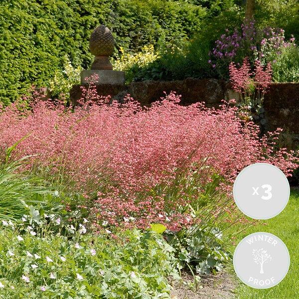 BLOOMIQUE - Lot de 3 - Heuchera Sanguinea 'Splendens' - Heuchère - Plantes de jardin - H. 10-20 cm - P. 9x9 cm - large