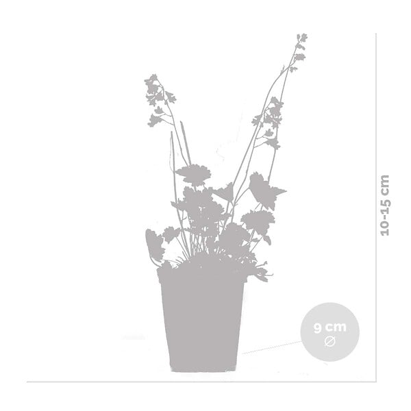 BLOOMIQUE - Lot de 3 - Heuchera Sanguinea 'Splendens' - Heuchère - Plantes de jardin - H. 10-20 cm - P. 9x9 cm - large
