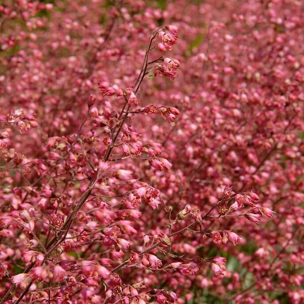 BLOOMIQUE - Lot de 3 - Heuchera Sanguinea 'Splendens' - Heuchère - Plantes de jardin - H. 10-20 cm - P. 9x9 cm - large