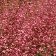 BLOOMIQUE - Lot de 3 - Heuchera Sanguinea 'Splendens' - Heuchère - Plantes de jardin - H. 10-20 cm - P. 9x9 cm - vignette