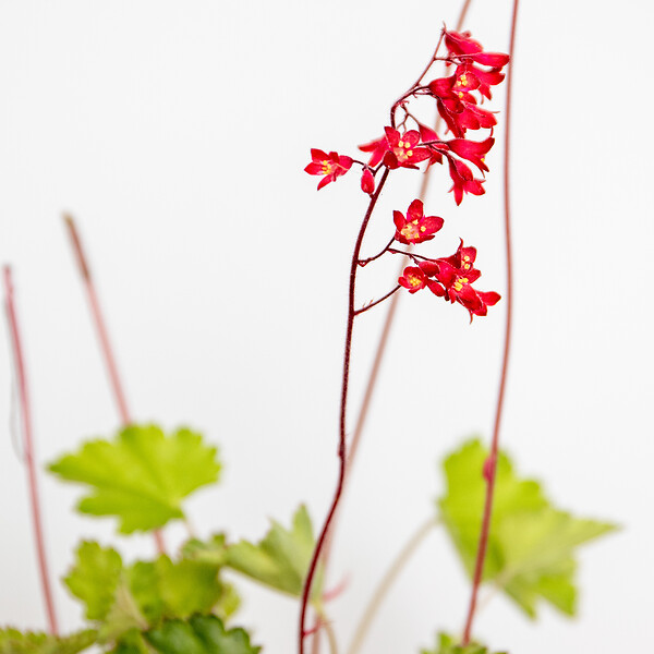 BLOOMIQUE - Lot de 3 - Heuchera Sanguinea 'Splendens' - Heuchère - Plantes de jardin - H. 10-20 cm - P. 9x9 cm - large