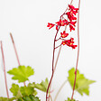 BLOOMIQUE - Lot de 3 - Heuchera Sanguinea 'Splendens' - Heuchère - Plantes de jardin - H. 10-20 cm - P. 9x9 cm - vignette