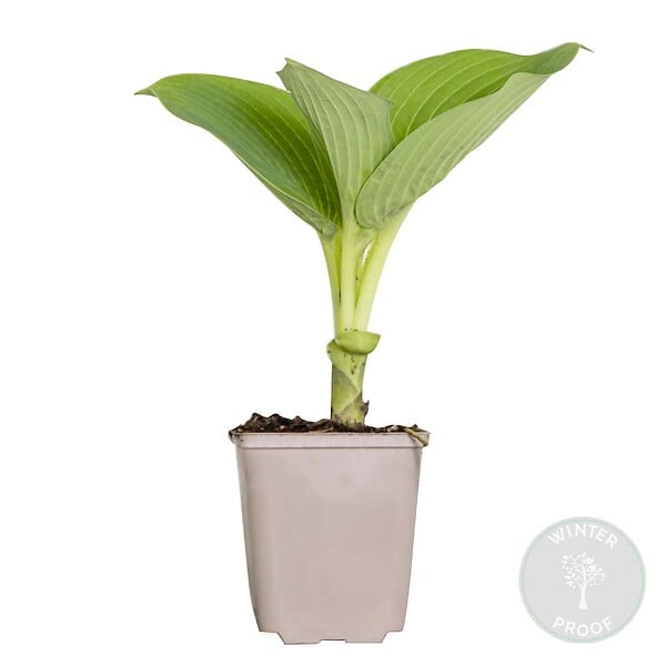 BLOOMIQUE - Hosta Sieboldiana 'Elegans' - Hosta - Plantes de jardin - Rustique - H. 10-20 cm - P. 9x9 cm - large