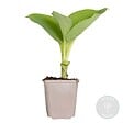 BLOOMIQUE - Hosta Sieboldiana 'Elegans' - Hosta - Plantes de jardin - Rustique - H. 10-20 cm - P. 9x9 cm - vignette