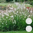 BLOOMIQUE - Lot de 3 - Gaura Lindheimeri - Gaura - Plantes de jardin - Rustique - H. 10-20 cm - P. 9x9 cm - vignette