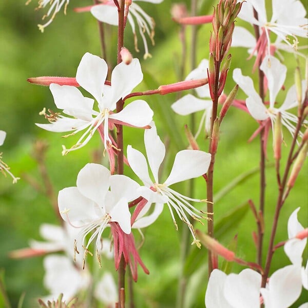 BLOOMIQUE - Lot de 3 - Gaura Lindheimeri - Gaura - Plantes de jardin - Rustique - H. 10-20 cm - P. 9x9 cm - large